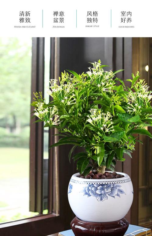夜來(lái)香花樹苗九里香花卉盆栽植物室內(nèi)驅(qū)蚊花濃香四季開花好養(yǎng)易活