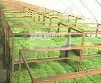 是各種谷類,豆類,樹類的種子培育出可以食用的"芽菜",也稱"活體蔬菜"