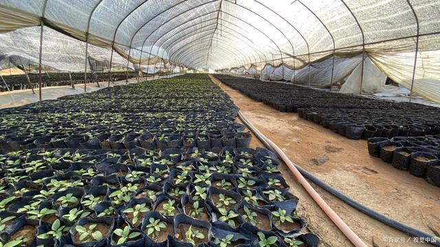 冬季塑料大棚培育蔬菜苗,需要注意這五個問題