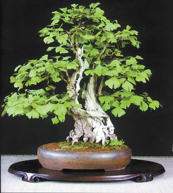 銀杏樹盆景藝術欣賞