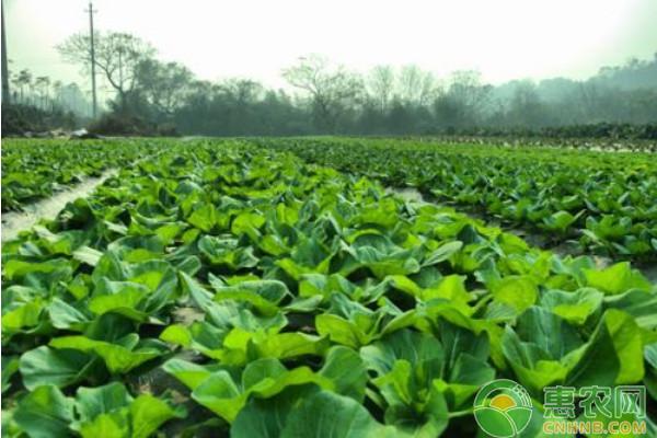 正值春季蔬菜育苗時節,培育壯苗是蔬菜生產開頭的最關鍵環節.