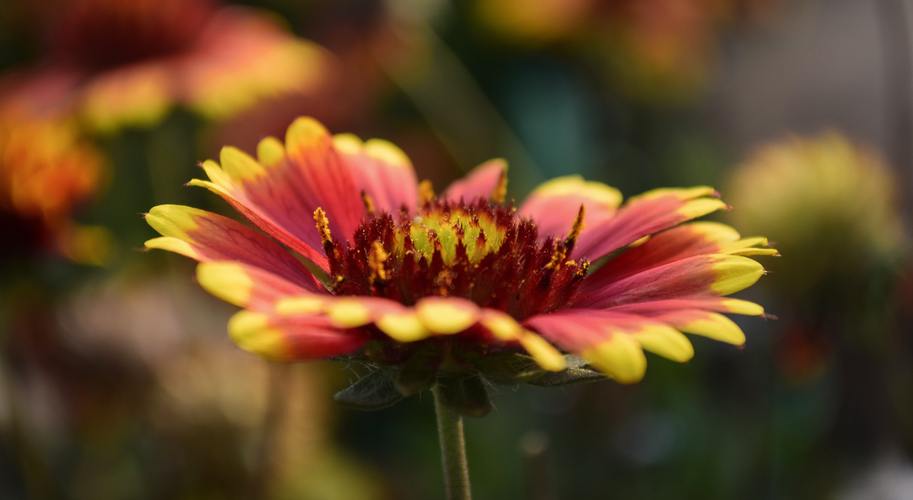 花朵,花,綻放,植物花卉綻放的花朵圖片 花朵,花,綻放