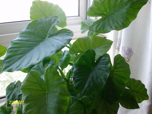 新得到一盆花,不知花名,才四五天,葉子已經(jīng)發(fā)黃,請(qǐng)問(wèn)是什么花?