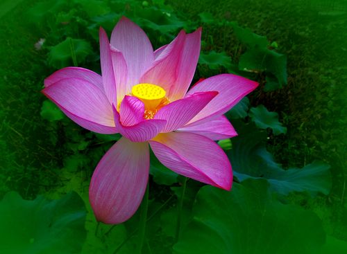 粉色荷花圖片 花卉,鮮花,花朵,荷花,蓮花