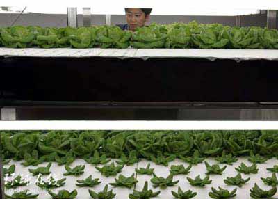 熒光管培育下的蔬菜.