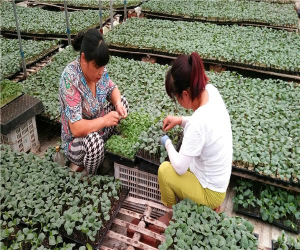 各類蔬菜種苗培育代育,種苗,凱盛農業