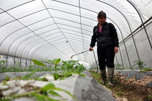 大棚蔬菜連作栽培病蟲害嚴重怎么辦