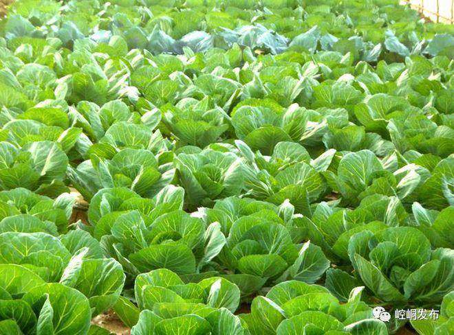 助 力 脫 貧全區引進,培育綠康源,天源,高科農林,豐源等10家蔬菜生產