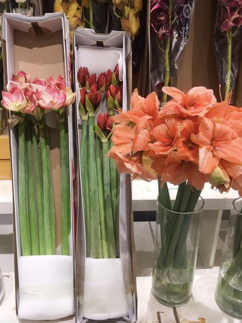 北京 不知道去哪兒買花 這家花卉市場(chǎng)你一定要去打卡