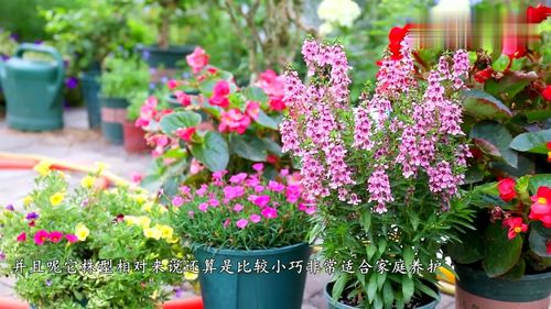 不怕夏季暴曬酷熱,這幾種花卉適合家庭盆栽,給足肥水輕松開爆盆
