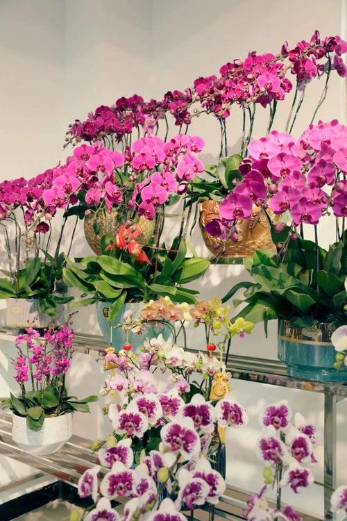 石灣必逛花卉超市 年花年桔應(yīng)有盡有