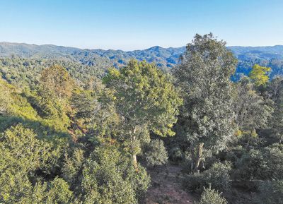 堅(jiān)決遏制種茶毀林行為 來信調(diào)查