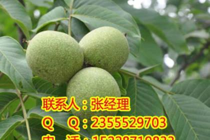 游仙林木產品信息_找信息上游仙百業網林木頻道