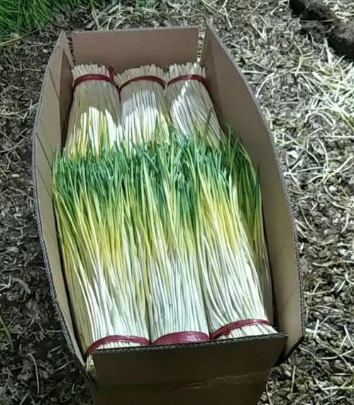 不見光的有機蔬菜,培育方式很特別,農民用它年賺幾十萬