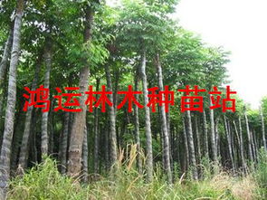 江西九江欒樹 大葉女貞 杜英.無患子,楊梅,楓香,紫薇,重陽木,馬褂木,深山含笑,樸樹 江西九江鴻運(yùn)林木種苗站商鋪公司簡(jiǎn)介