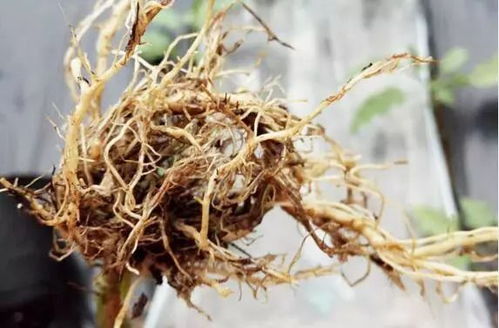 棵子養不壯 蔬菜產量低