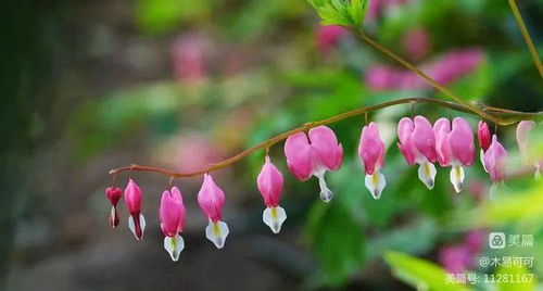 花卉攝影 荷苞牡丹