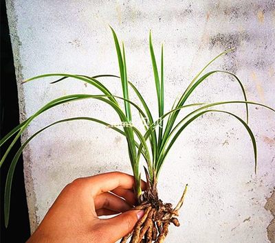 精品蘭花苗蘭草惠蘭中矮多苗矮種室內盆景盆栽 推薦