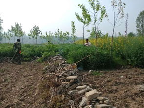 鳩占鵲巢 占耕地的林木 請(qǐng)走開