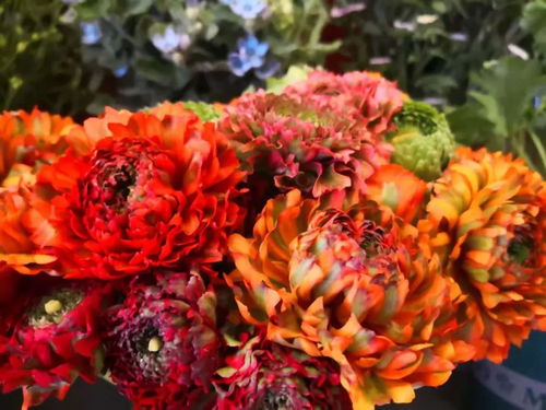 就在開遠(yuǎn) 國(guó)際花卉新優(yōu)品種驚艷亮相