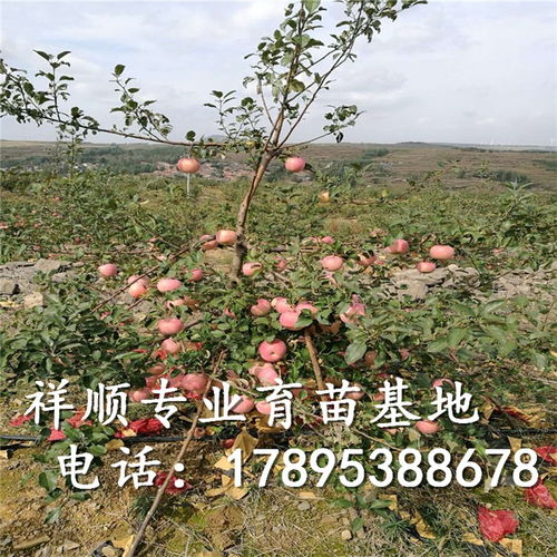 冰糖心蘋果苗 冰糖心蘋果苗新品種 冰糖心蘋果苗價格