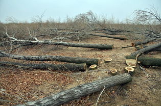 林業(yè)局 2015年全國(guó)查處林業(yè)行政案件19萬起 圖