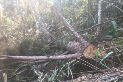 盜伐林木罪如何認(rèn)定