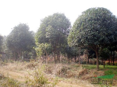 湖北省咸寧市林木種苗場(chǎng)