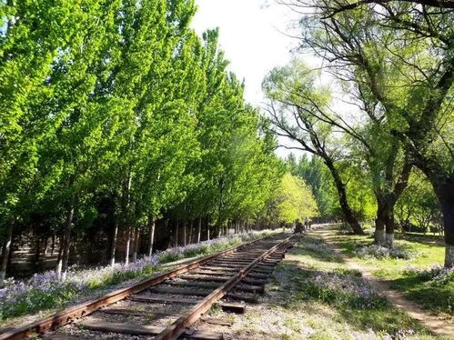 鮮為人知的免費(fèi)公園,野趣天然,精致獨(dú)特,就在朝陽區(qū)