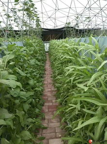 活體蔬菜 無土栽培