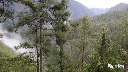 西藏林木良種繁育中心苗木種植面積達7000余畝