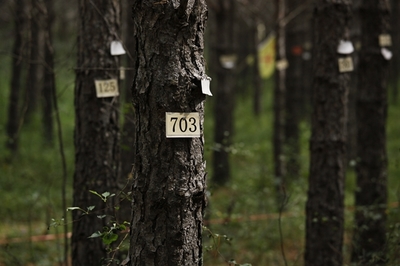 塞罕壩的生態賬本_今日中國