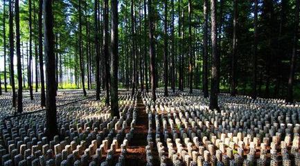 林業補助有哪些?林下食用菌、藥材項目申報要求及栽培規范是什么?