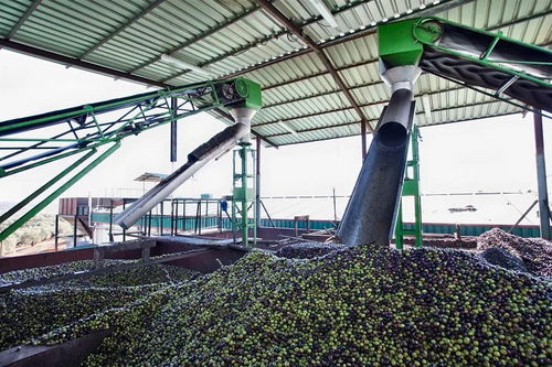 沒有中間商賺差價(jià),為您量身定制橄欖油品牌