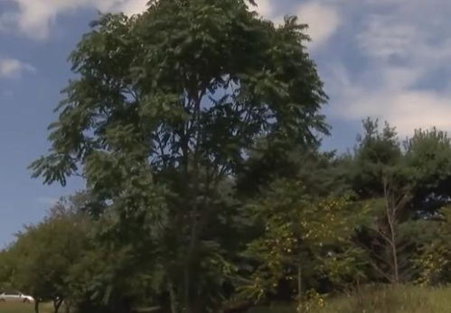 一男子為給大嫂治病,砍了父親種下的樹,被認(rèn)定構(gòu)成砍伐林木罪