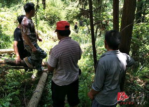 龍山縣人民政府 內(nèi)溪鄉(xiāng)迅速處理一起偷伐林木事件