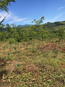 本溪市桓仁滿族自治縣普樂堡鎮(zhèn)大青溝村2林班15 1小班林木資產(chǎn) 27 1小班林木資產(chǎn)