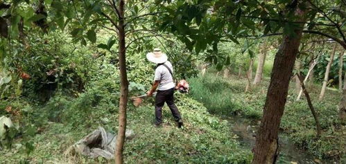 南昌縣八一鄉(xiāng) 抓好綠化日常管護 確保林木只增不減