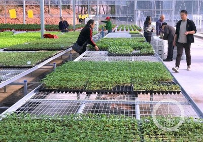 渝北興隆鎮建成國內領先的智慧種苗工廠