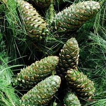 【松柏種子】最新最全松柏種子 產品參考信息