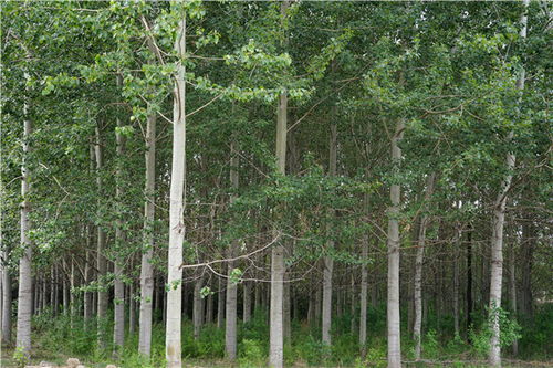 美麗中國 北林在行動 北林5號楊 成為纖維工業(yè)用材生產(chǎn)新良種