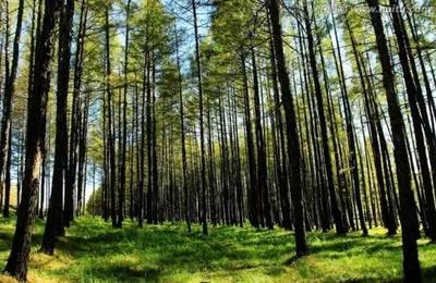 重點專項巡禮 | 聚焦國家重點研發(fā)計劃之農(nóng)業(yè)領域(林業(yè)資源篇)