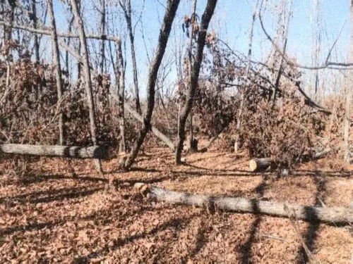 盜伐 濫伐林木 真人版 光頭強(qiáng) 鋃鐺入獄