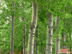 供應(yīng)林木|林木種植|河南綠葉開達(dá)花卉銷售_供應(yīng)產(chǎn)品_河南綠葉開達(dá)花卉銷售