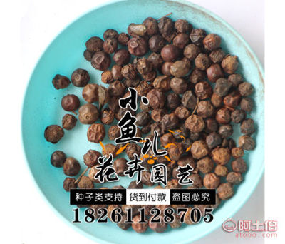 【枸骨種子價(jià)格廠家直銷綠化林木枸骨種子量大優(yōu)惠歡迎選購】沭陽縣扎下鎮(zhèn)小魚兒花卉園藝場 - 產(chǎn)品庫