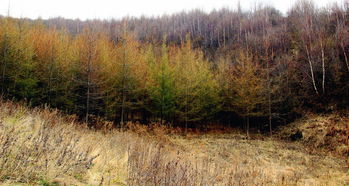 探訪張家川首個(gè)國字號生態(tài)建設(shè)項(xiàng)目地