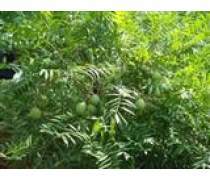 【綠化苗木文冠果樹苗供應各種規(guī)格量大價優(yōu)】淄博淄川多好林木專業(yè)合作社 - 產品庫