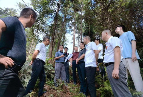 國家林業(yè)和草原局資源司調研組到榕江調研林木采伐管理工作