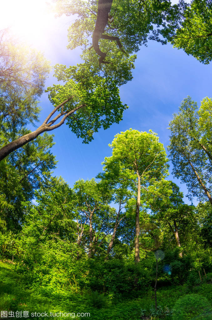 公園內林木高大的樹木和,陽光視野寬闊的天空