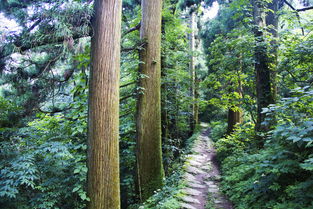 山嶼海臨安基地攻略,這個避暑小勝地,空氣好到可以賣錢